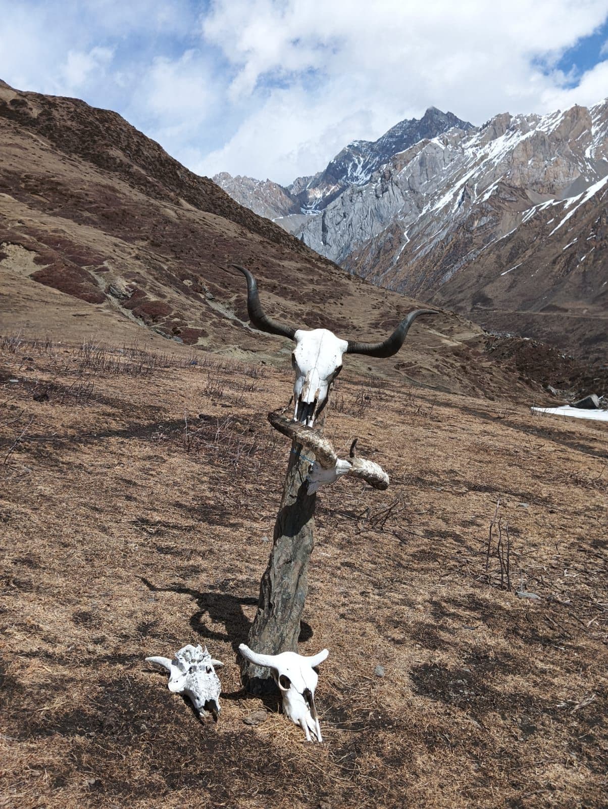 Yak skull on a post along a high mountain trail