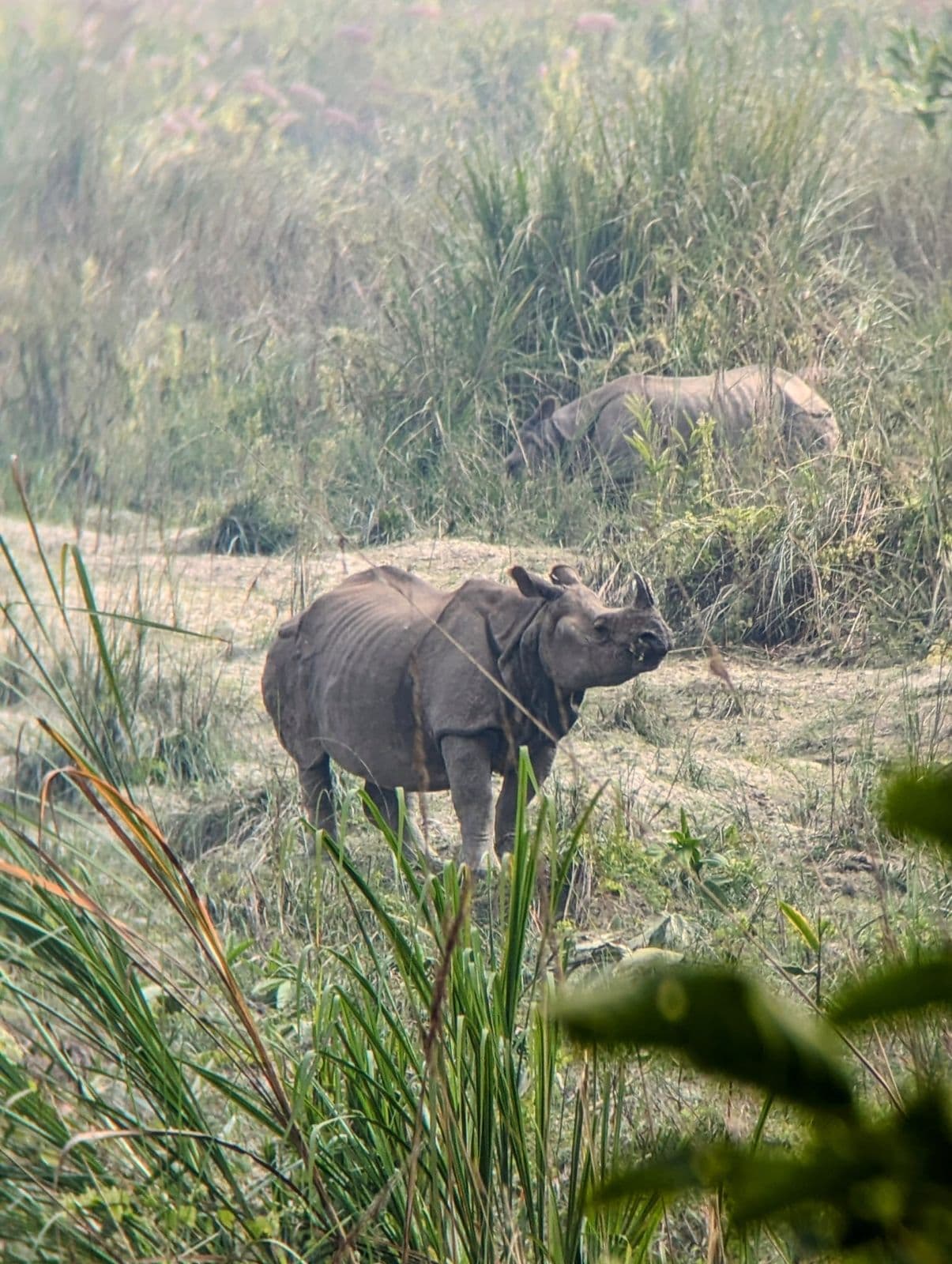 One-horned rhinoceros in tall grass, Chitwan