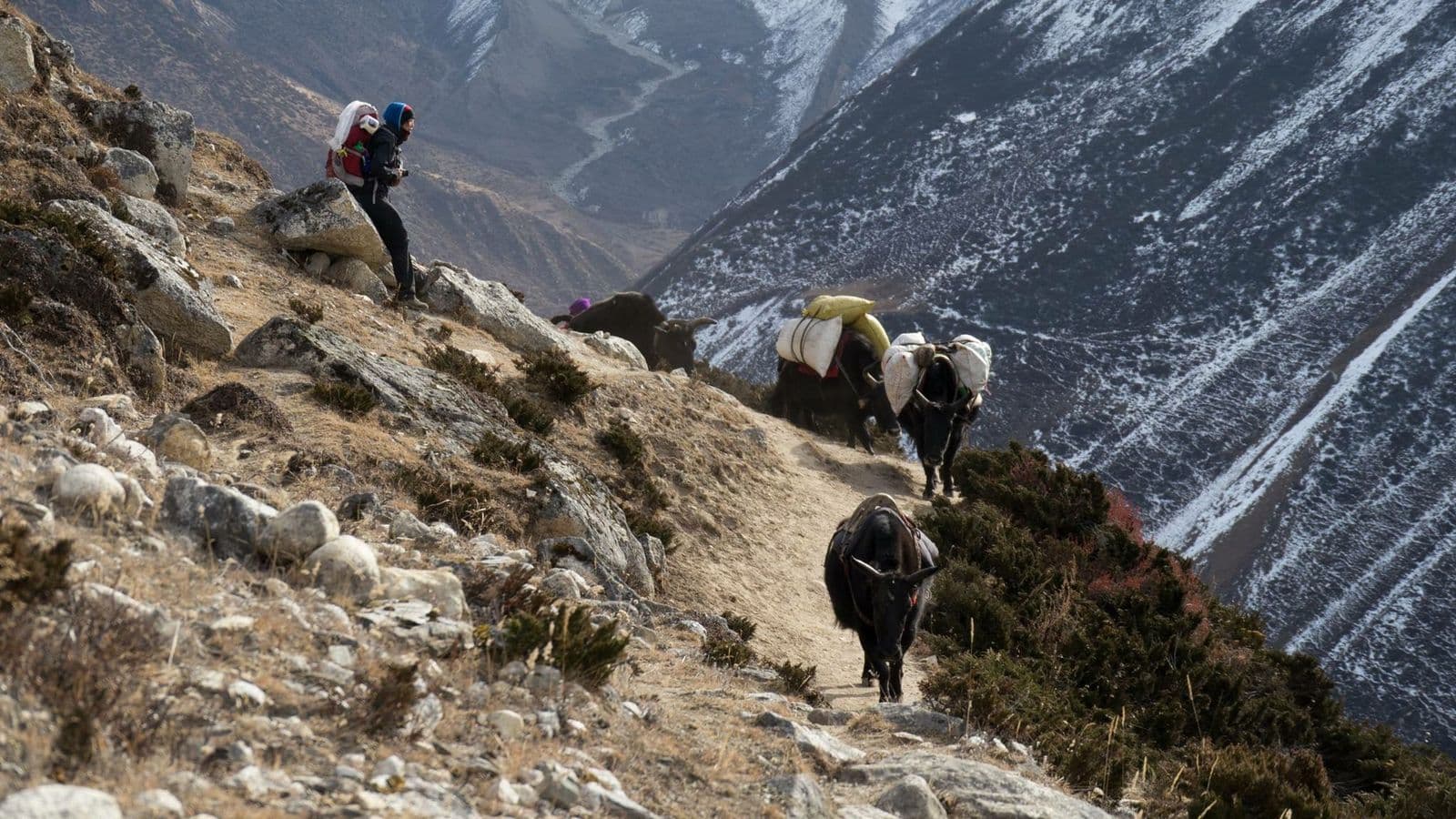 Porters and yaks climbing a steep mountain trail