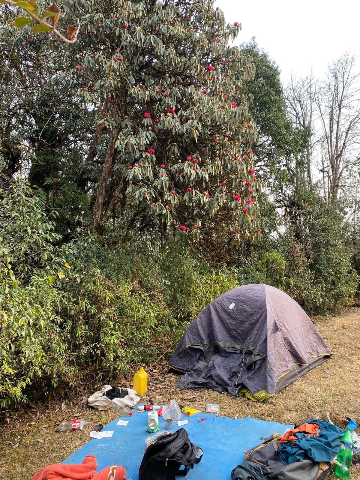 Tent pitched under flowering rhododendron trees