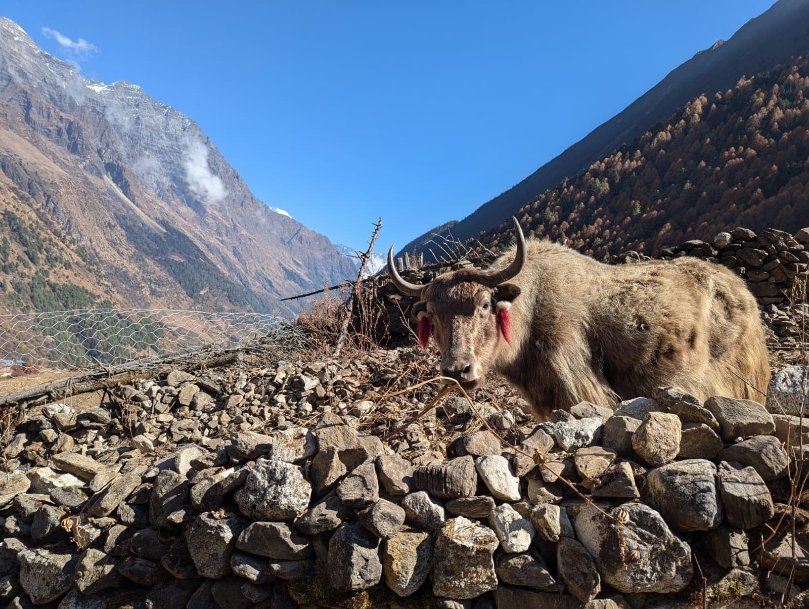 Yak resting on a stone wall